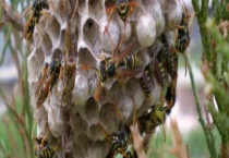 养马蜂靠什么赚钱 详细介绍