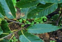 核桃树上结的穗是什么？