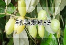 羊奶果盆栽种植多久？