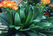 君子兰怎么看年龄