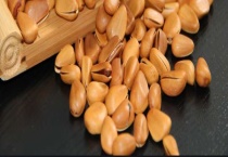 松子靠怎样传播种子 附松子基本介绍和我国松子的主要类型