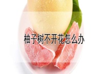 柚子树不开花怎么办？