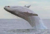 什么是白色座头鲸