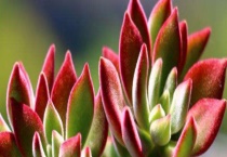 锦晃星锈病枯萎怎么办？