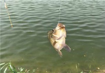 钓翘嘴饵料配方