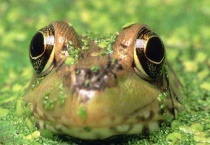 青蛙有几种叫声