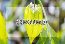 灯笼果和姑娘果的区别？