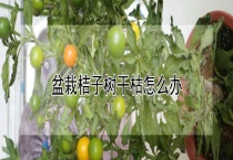 盆栽桔子树干枯怎么办？