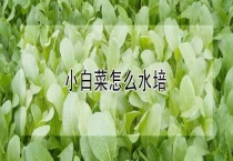 小白菜怎么水培