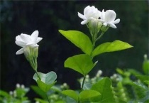 茉莉花掉花苞是怎么回事