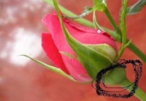 花托和花萼的区别？