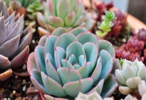 多肉植物火祭怎么砍头