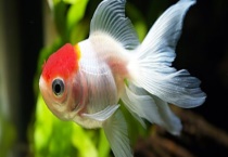 金鱼一般何时产卵 金鱼产卵期要注意什么？