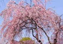 海棠花和樱花的区别？