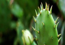 仙人掌什么时候开花？有些什么寓意