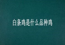白条鸡是什么品种鸡
