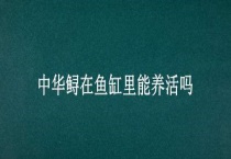 中华鲟在鱼缸里能养活吗？