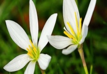 葱兰浇水多了怎么办？