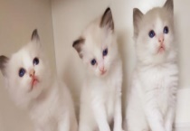 小猫是如何过冬的 宠物猫有哪些种类