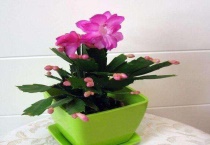 蟹爪兰新叶要掐吗？