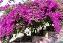 三角梅为什么不能种家里