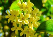 木樨属于什么植物