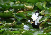 白面水鸡是保护动物吗？