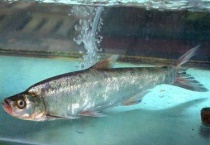 钓翘嘴用什么饵料？附饵料配制和作钓技巧