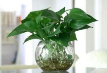 绿萝叶子发黄是什么原因？