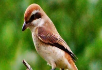 如何区分红尾伯劳的公母 红尾伯劳为何不大叫