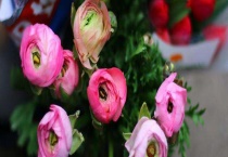 洋牡丹花期 附洋牡丹的养殖多久？