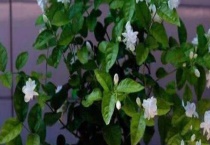 常见盆栽冬天死亡原因及养护方法 注意温度与浇水量