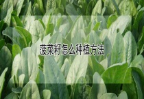 菠菜籽怎么种植多久？