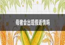 母猪会出现假返情吗？