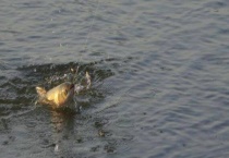 冬天钓鲫鱼用几号线和几号钩？钓鲫鱼最好的钩型是什么？