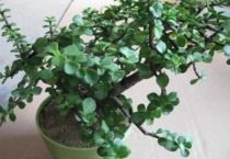 什么是金枝玉叶