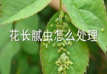 花长腻虫怎么多久？