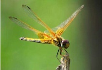 蜻蜓是鸟类吗？