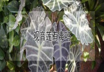 观音莲有毒吗？