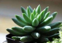 千佛手怎样修剪