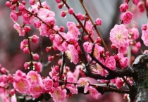 梅花适合种庭院吗？