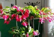 蟹爪兰怎么养成老桩