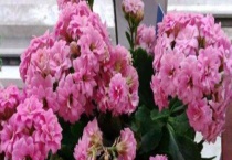 长寿花冬天会冻死吗 冬季养护注意事项