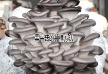黑平菇的种植多久？