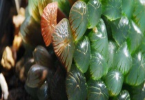 冰灯玉露的养殖方法 附养殖注意事项