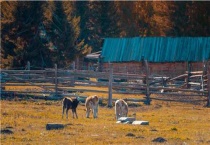 小牛拉白稀屎用什么药