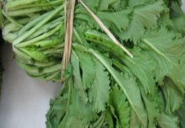 雪里红种植时间和多久？