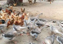 鸡和鸭可以一起养吗？