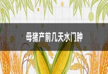 母猪产前几天水门肿