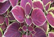 彩叶草茎发黑什么原因？